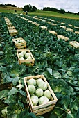 Harvested cabbages in the field