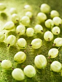 Green gooseberries