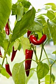 Red chillies on the plant