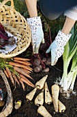Hands sorting freshly picked vegetables