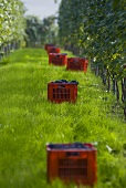 Weinlese von Nebbiolo-Trauben, Piemont, Italien