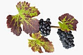 Blaue Trauben mit Weinblättern