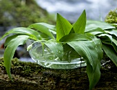 Ramsons (wild garlic) in a bowl of water