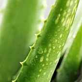 Aloe vera (close-up)