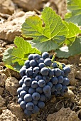 Touriga Francesa grapes with vine leaf