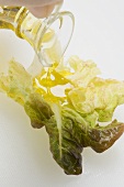 Pouring olive oil over oak leaf lettuce