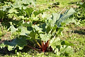 Rhubarb plant