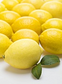 Viele Zitronen und zwei Zitronenblätter