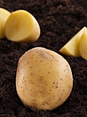 Potatoes on soil