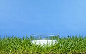 Bowl of milk in grass