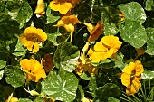 Yellow nasturtiums in herb bed