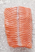 Salmon fillet on ice (overhead view)