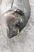 Sea bream on crushed ice (close-up)