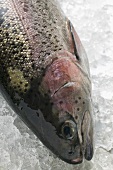 Trout on ice (close-up)