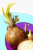 Sprouting onions in purple dish