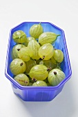 Green gooseberries in plastic punnet