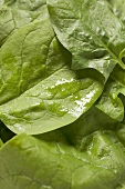 Spinach leaves (close-up)