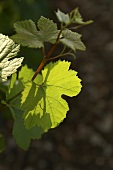 Vine leaves on the vine