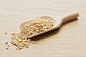 Oat grains in wooden scoop