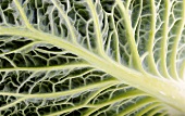 Savoy cabbage (detail)