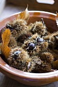 Sweet chestnuts in their prickly cases