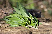 Fresh ramsons (wild garlic) leaves