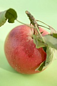 A red organic apple with stalk and leaves