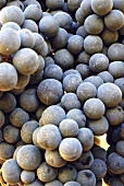 Bonarda grapes, Piacenza, Emilia Romagna, Italy