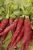 Long red radishes with leaves