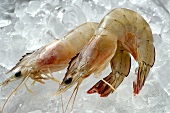 Two prawns on ice