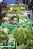 Various types of lettuce on a market stall