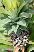 A pineapple on the plant