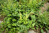 Good King Henry (Chenopodium bonus-henricus)