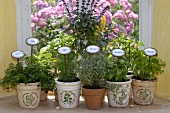 Various herbs in pots on window sill