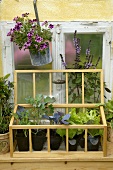 Herbs and young vegetable plants in a mini-greenhouse