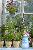 Various herbs in pots and watering can on window sill
