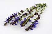 Hyssop with flowers (Hyssopus officinalis)