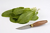 Sorrel leaves with knife