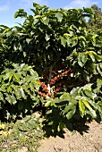 Coffee cherries on the bush (Bahia, Brazil)