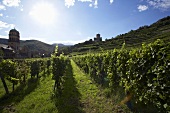 Vines near Kaysersberg (Alsace, France)