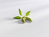 Okra pods with leaves on stalk, white background