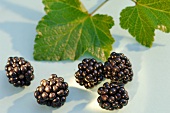 Fresh blackberries and blackberry leaves
