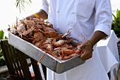 Chef carrying container of assorted crustaceans