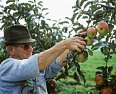 Man picking apples