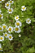 Flowering chamomile in the open air
