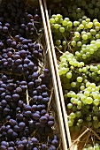 Drying Poulsard and Savignin grapes (Jura, France) for straw wine