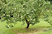 A 'Granny Smith' apple tree in an orchard