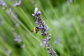 Lavendelblüte mit Biene auf dem Feld