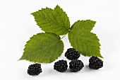Several blackberries and blackberry leaf