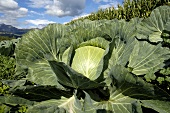 A cabbage in the field